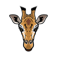 Fototapeta premium Giraffe Head