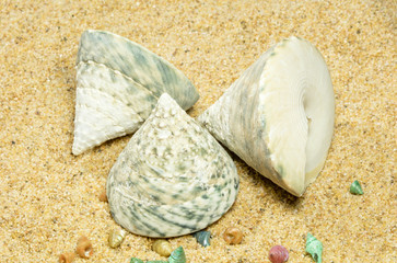 Seashells on Sand