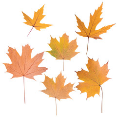 Naklejka na ściany i meble composition of autumn leaves