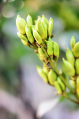 Abstract blurred background with autumn branch of a lilac.