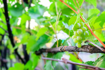 Single bunch of grapes on vine, selective focus.