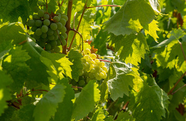 Grapes on a vineyard