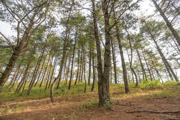 Fototapeta premium Pine forest in the morning