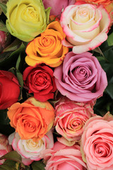 Multicolored wedding roses