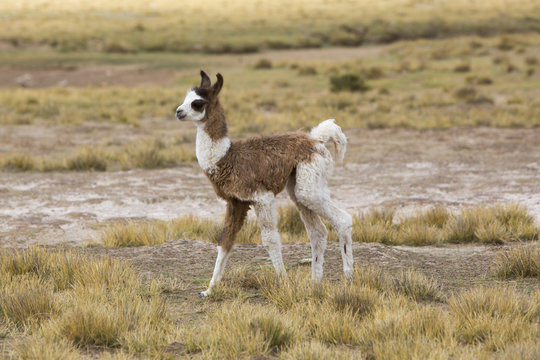 Portrait of beautiful baby Llama, Bolivia