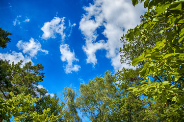 Green leaves of trees on blue sky with amazing clouds