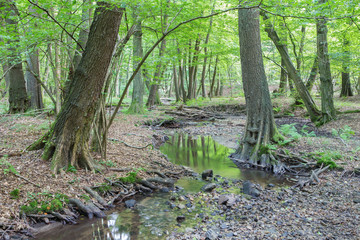 Fototapeta na wymiar creek in forest of Little Carpathian hills - Slovakia