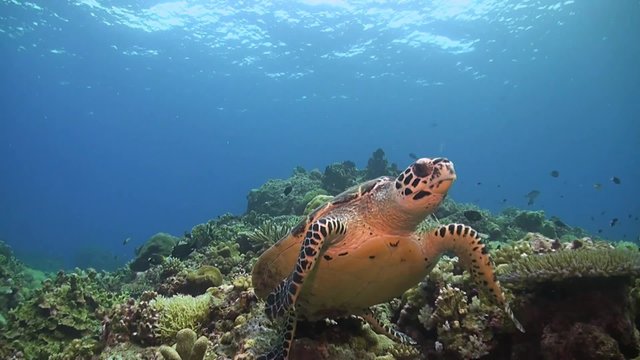 Hawksbill turtle swimming on a Coral reef. Close up