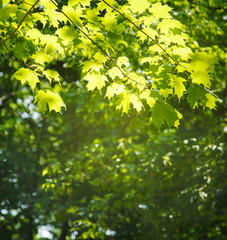 Maple tree on blurred nature background