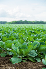 Cabbage field