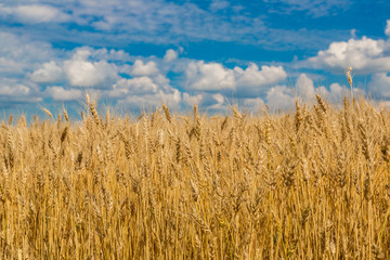 A wheat field, fresh crop of wheat