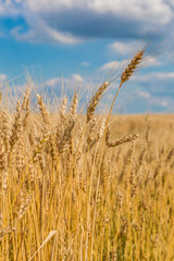 A wheat field, fresh crop of wheat