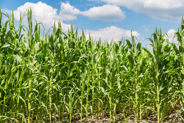Green corn field