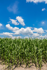 Green corn field