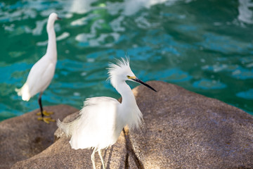 Snowy Egret standing on rocks near a lake