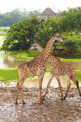 Giraffe