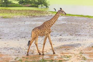 Giraffe