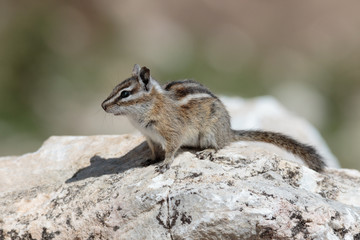 Chipmunk on a rock