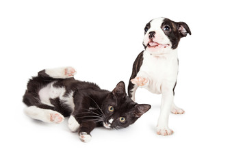 Playful Kitten and Puppy Playing