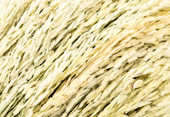 close up ear of rice texture background