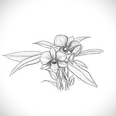 orchid sketch drawing isolated on white background, vector