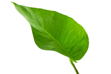 Obraz premium Big green leaf