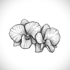 orchid sketch drawing isolated on white background, vector