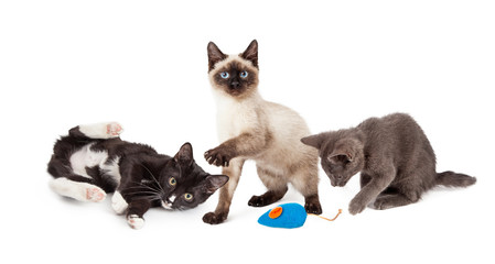 Three Playful Kittens on White