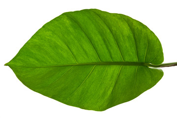 Obraz premium Epipremnum Aureum (scientific name), Marble Queen or Devil's Ivy, isolated on white background and clipping path