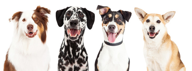 Vier gelukkige hondenclose-ups
