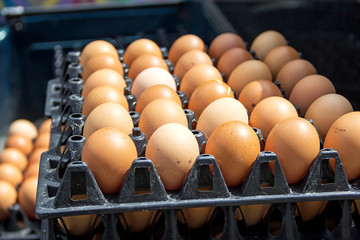 Eggs preserved in panel wholesale market