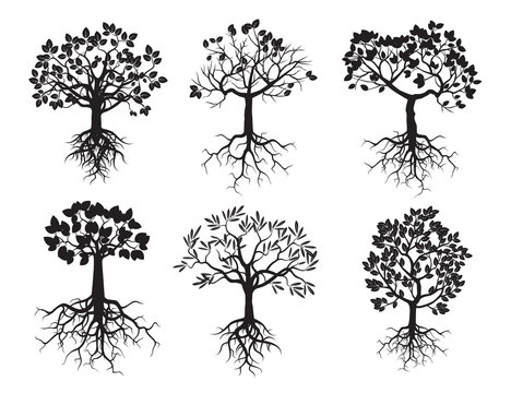 Set of Black Trees and Roots
