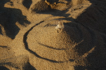 Feather on Sand Castle