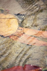 Dried leaves on water