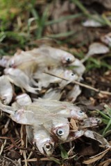 Dead fish