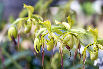lady's slipper orchid Paphiopedilum