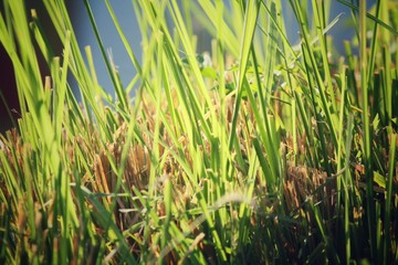 Obraz premium Vetiver grass