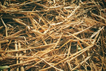 Dry grass