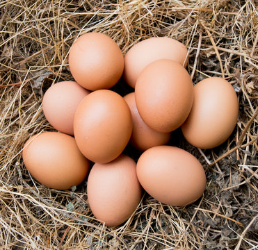 Chicken eggs in the grass dry