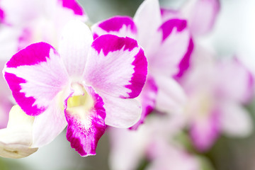 Orchids