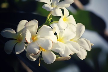 White frangipani flower on tree