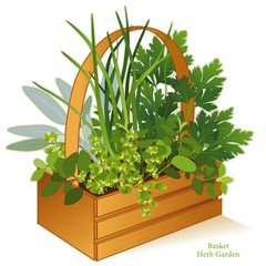 Herb garden in wood basket planter with cooking herbs, Italian Oregano, Sage, Chives, Flat Leaf Parsley, Sweet Marjoram (left to right)