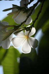 White frangipani flower on tree