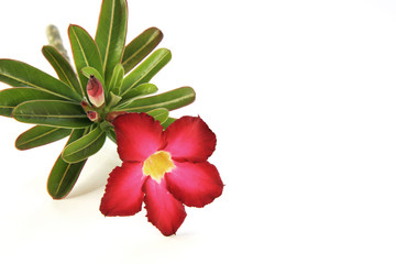 Beautiful Desert Rose