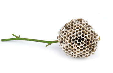 wasp hive isolated on white background