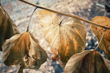 Dried leaves