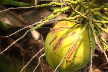 Coconut tree