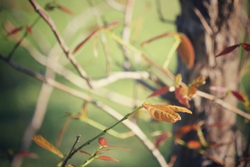 Red leaves in autumn