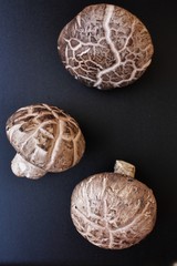 Fototapeta premium Shiitake mushrooms