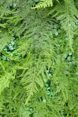 Obraz premium Leaves background